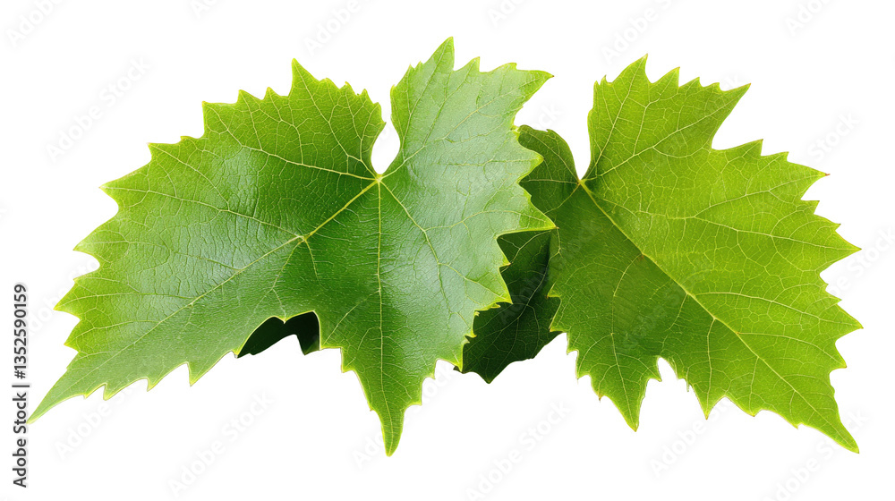 Fresh Grape Leaves Closeup Fresh Grape Leaves Closeup