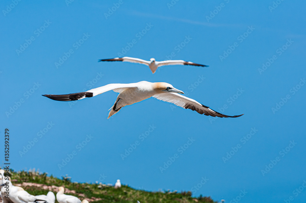 Obraz premium A graceful northern gannet (Morus bassanus) soars through the clear blue sky above a colony on Bonaventure Island, Gaspésie. Captured mid-air with wings fully extended.