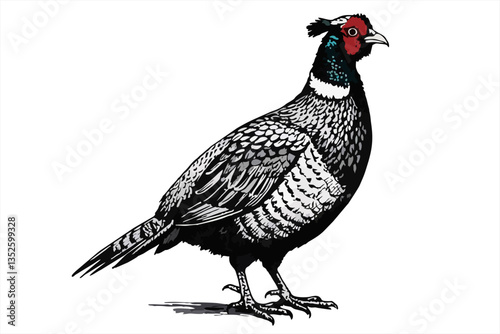 European male pheasant phasianus colchicus isolated on a white and black background