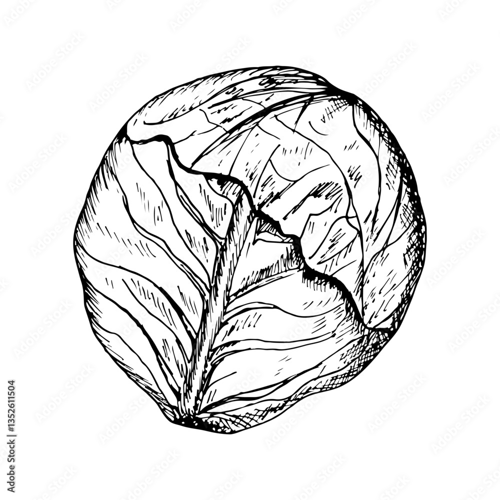 Fototapeta premium Cabbage sketch outline illustration. Red cabbage simple doodle drawing in engraving style. Hand drawn vector line art clipart isolated on white background