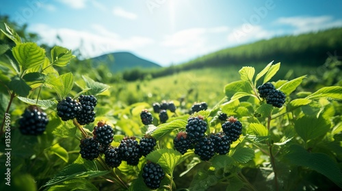 A photo of an organic blackberry farm