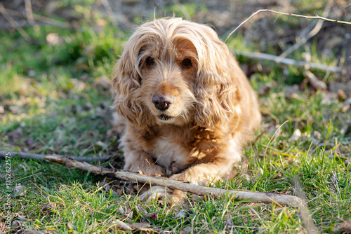 Obraz na płótnie cocker spaniel dog