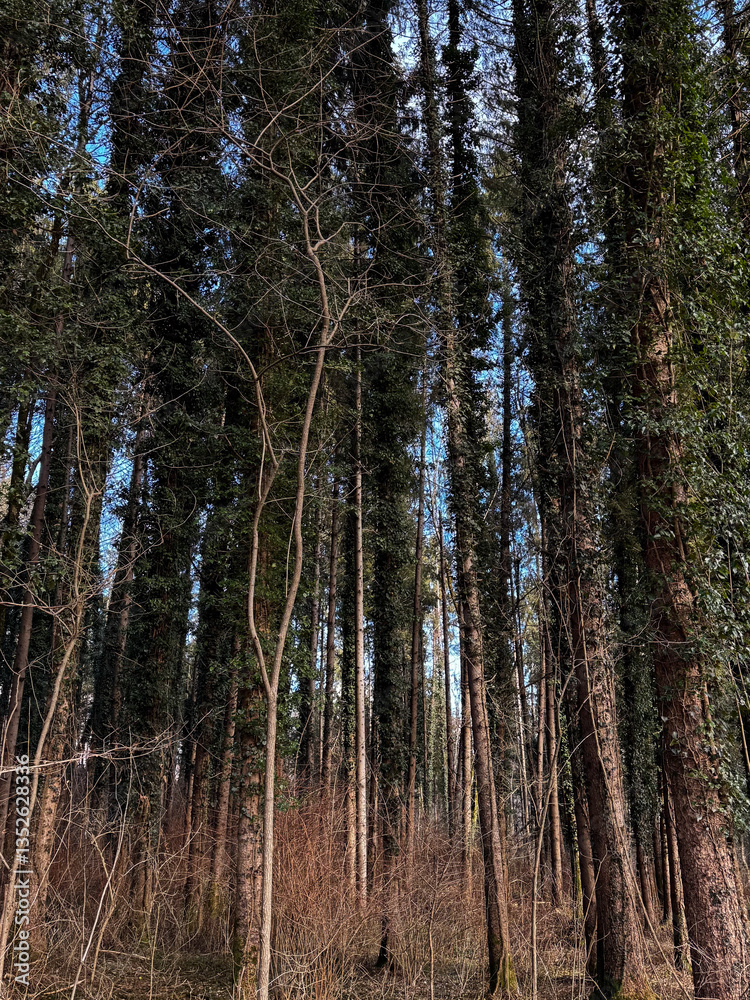 Fototapeta premium Natural Beauty : Tall Trees in Woodland Setting