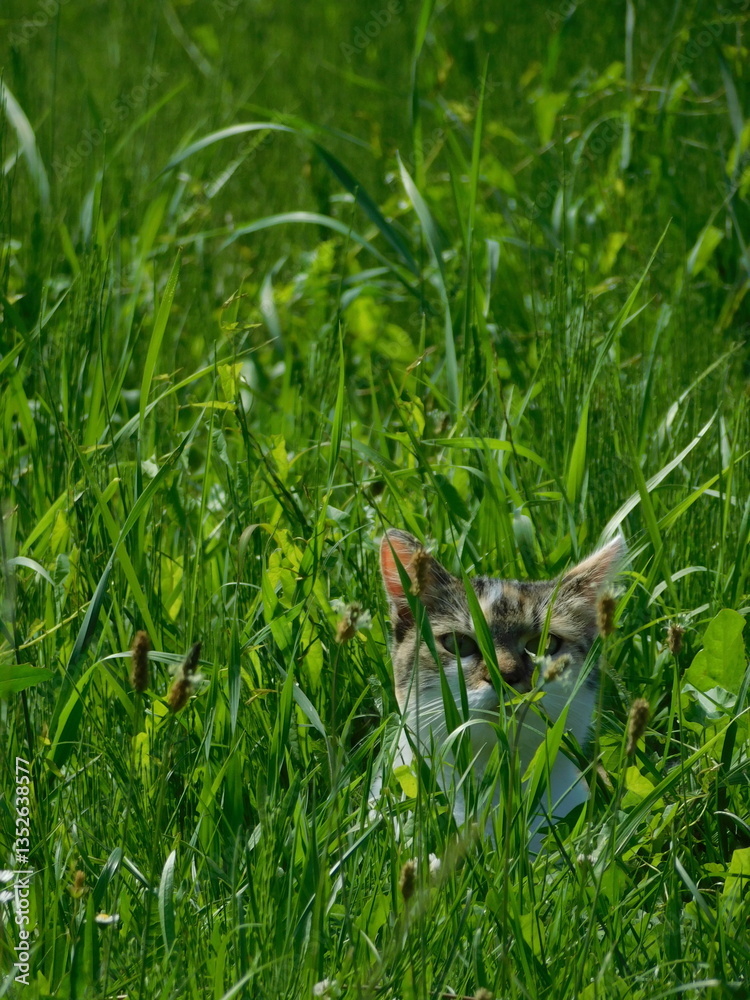 Obraz premium Kitten in the grass