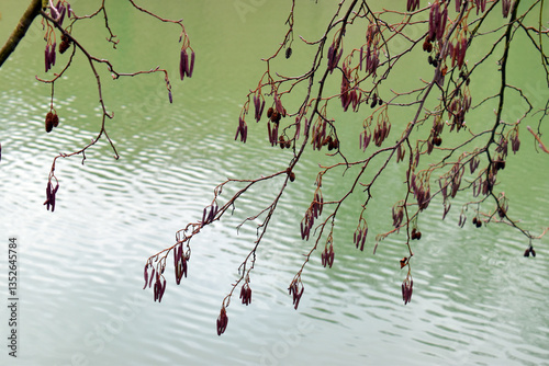 Dried alder flowers (Alnus ...