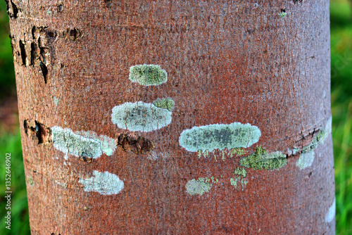Greenish crustose lichen on...