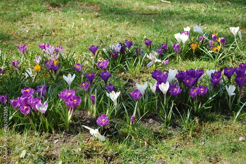 purple crocuses in the field