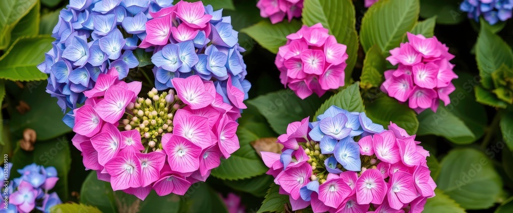 Vibrant pink and blue hydrangea blossoms in full bloom, delicate, blue hydrangea Vibrant pink and blue hydrangea blossoms in full bloom, delicate, blue hydrangea