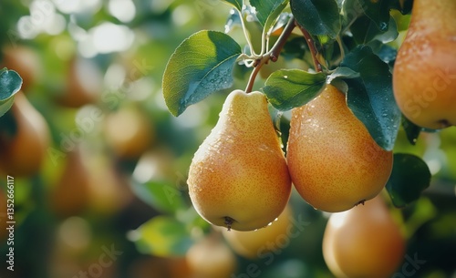 Fresh Ripe Pears Hanging on a Tree Branch in a Sunlit Orchard During Harvest ...
