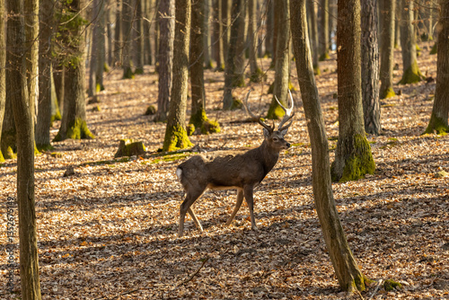 Fototapeta Naklejka Na Ścianę i Meble -  Deer in the forest. Wild deer herd with male and female mammal animals in the autumn forest among trees. European fallow deer Dama dama in the genus Dama of subfamily Cervinae in the wild nature park