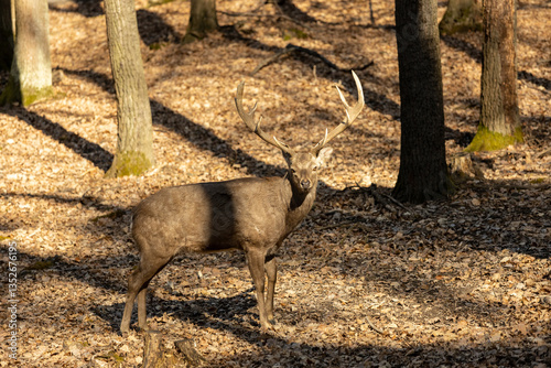 Fototapeta Naklejka Na Ścianę i Meble -  Deer in the forest. Wild deer herd with male and female mammal animals in the autumn forest among trees. European fallow deer Dama dama in the genus Dama of subfamily Cervinae in the wild nature park