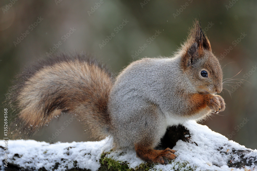 squirrel on a snowy tree eating squirrel on a snowy tree eating