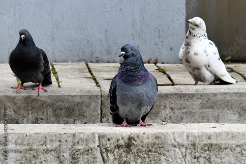 Homing pigeons, also known as postal pigeons or messenger pigeons, are pigeons