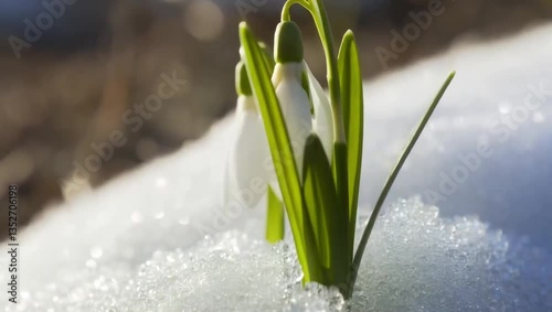 Wallpaper Mural Snowdrop Emerging from the Snowmelt: Time-Lapse of a Snowdrop Flower Pushing Through the Melting Snow, Symbolizing the Arrival of Spring in a Beautiful and Accelerated Motion. Torontodigital.ca