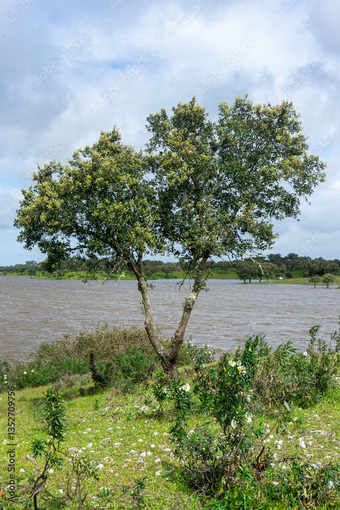 Fototapeta premium Monte Novo Dam at its maximum water level, supplying Évora, Alentejo, Portugal. A serene landscape reflecting the abundance of water in the region.