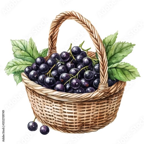 A watercolor vector painting of a blackcurrant basket, isolated on a white background. Blackcurrant basket vector.

