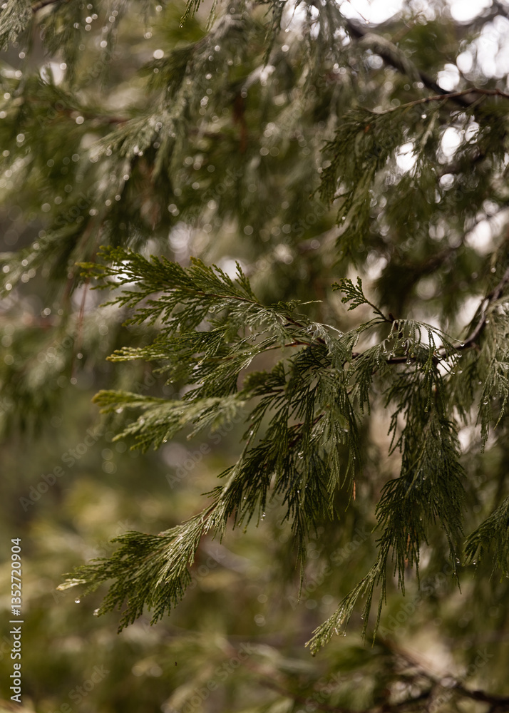 Obraz premium Redwoods