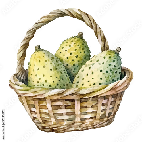 A watercolor vector painting of a breadfruit basket, isolated on a white background. Breadfruit basket vector.

