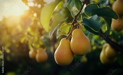 Fresh Ripe Pears Hanging on a Tree Branch in a Sunlit Orchard During Harvest ...