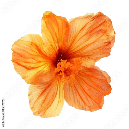 Wallpaper Mural Vibrant Orange Hibiscus Flower Delicate Petals Soft Light, Torontodigital.ca