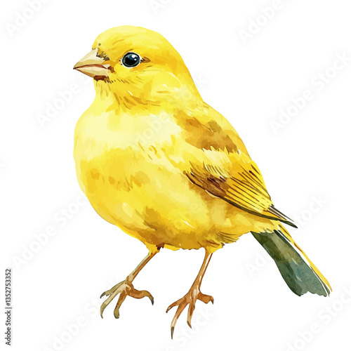 A watercolor vector painting of a canary, isolated on a white background. Canary vector.

