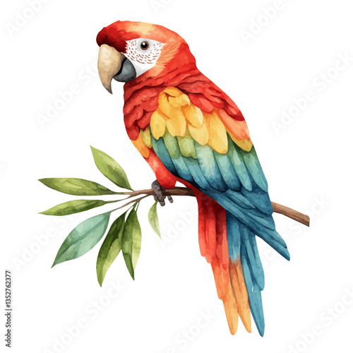 Cassican, watercolor vector, isolated on a white background.