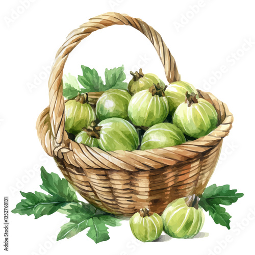 A watercolor vector painting of a Ceylon gooseberry basket, isolated on a white background. Ceylon gooseberry basket vector.

