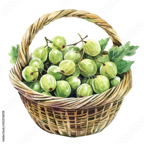 A watercolor vector painting of a Ceylon gooseberry basket, isolated on a white background. Ceylon gooseberry basket vector.


