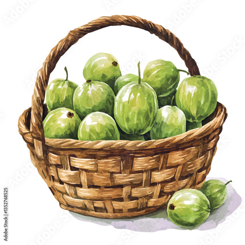 A watercolor vector painting of a Ceylon gooseberry basket, isolated on a white background. Ceylon gooseberry basket vector.

