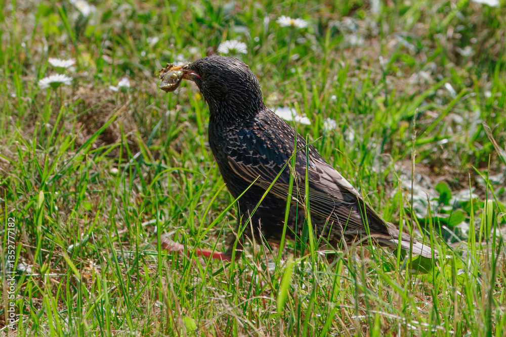 Starling Bird with Food in Beak on Grass in Scandinavia Starling Bird with Food in Beak on Grass in Scandinavia