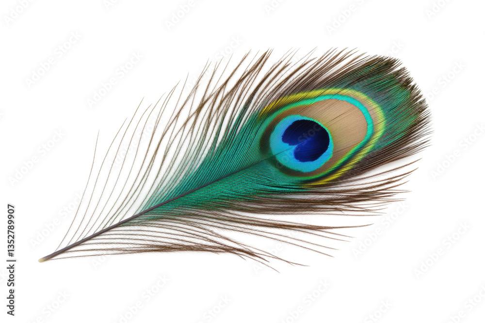 Obraz premium Vibrant peacock feather with eye pattern on black background, cut out