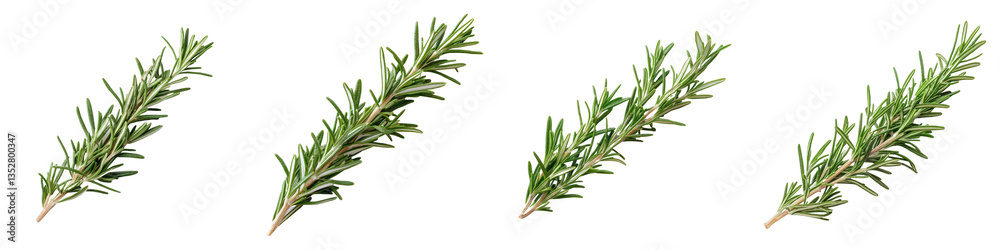 Fototapeta premium Four rosemary sprigs showcase fragrant needlelike leaves and woody stems.