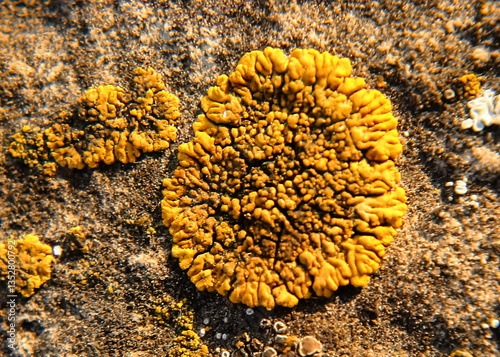 Close-Up of Orange Crustose Lichen Growing on Rock Surface photo