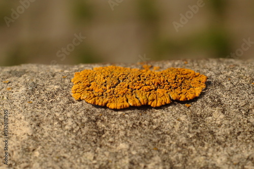 Close-Up of Orange Crustose Lichen Growing on Rock Surface photo