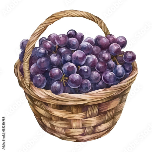 A watercolor vector painting of a Concord grape basket, isolated on a white background. Concord grape basket vector.

