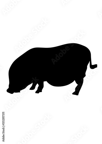 cochon porc dessin