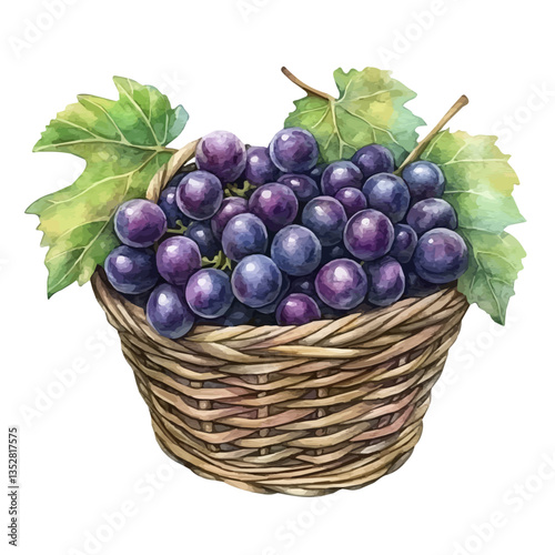 A watercolor vector painting of a Concord grape basket, isolated on a white background. Concord grape basket vector.

