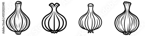 Illustrations displaying various stages of garlic growth and development in a detailed and informative manner