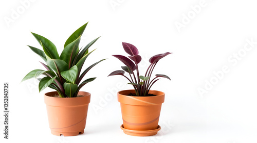 two potted plants on a white background
