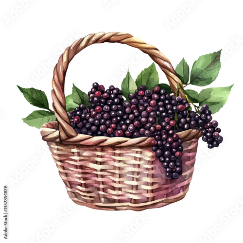A watercolor vector painting of an elderberry basket, isolated on a white background. Elderberry basket vector.


