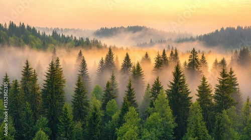 Forest canopy shrouded in mist, sunrise lighting, trees fading into distance