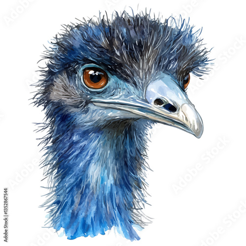A watercolor vector painting of an emu, isolated on a white background. Emu vector.

