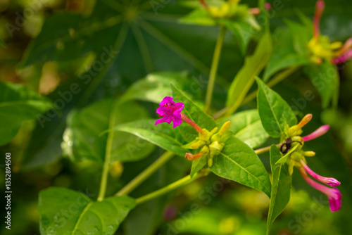 Plumbago auriculata, the Cape leadwort, blue plumbago or Cape plumbago, is a species of flowering plant in the family Plumbaginaceae, native to South Africa and Mozambique. The specific epithet auricu