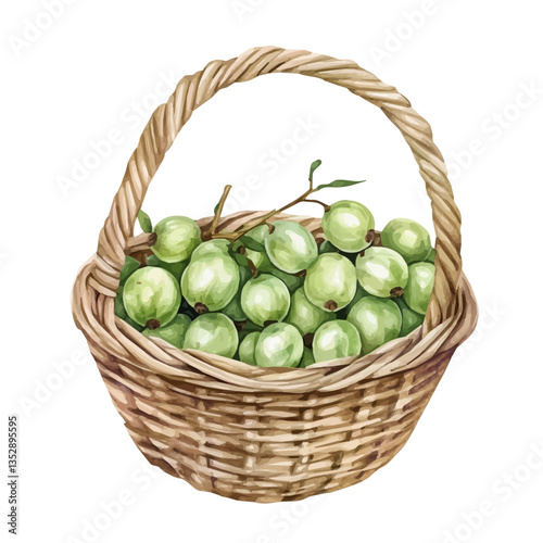 Gooseberry Basket, watercolor vector, isolated on a white background.