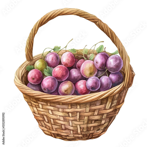 A watercolor vector painting of a gooseberry basket, isolated on a white background. Gooseberry basket vector.

