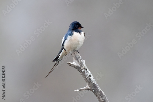Barn Swallow before breeiding season La Charca Suarez Spain.