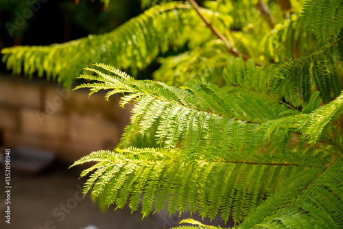 The ferns are a group of vascular plants that reproduce via spores and have neither seeds nor flowers. They differ from mosses by being vascular, i.e., having specialized tissues that conduct water an