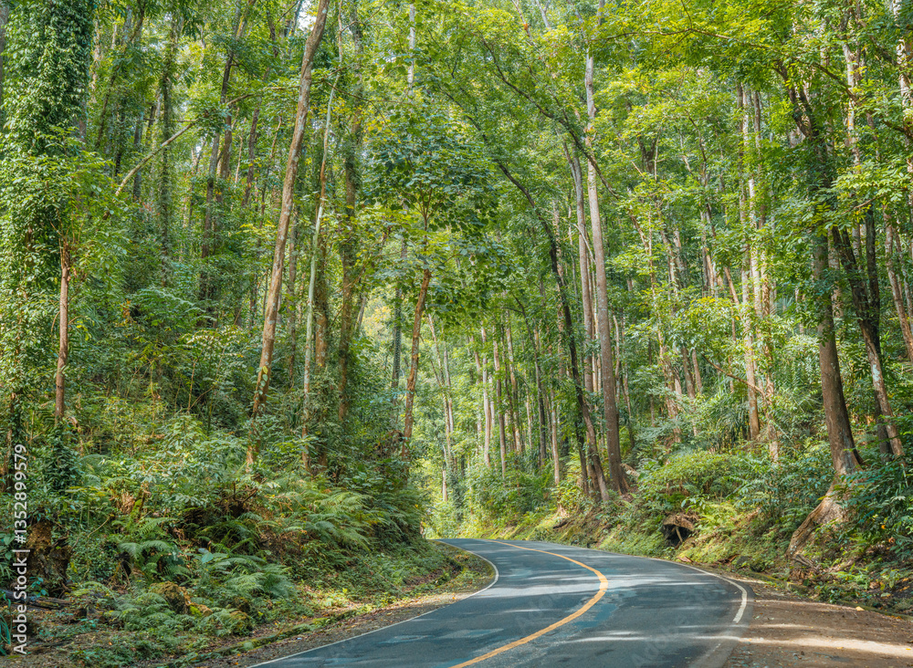 Fototapeta premium Exploring the Majestic Bilar Man-Made Forest, Bohol