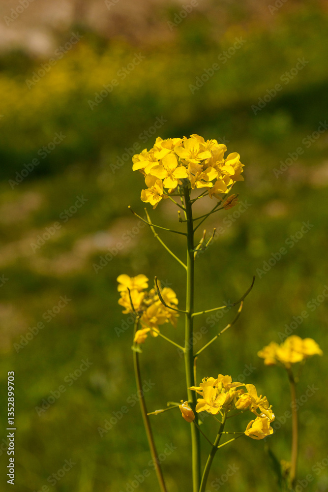 Obraz premium 春の光を浴びる菜の花