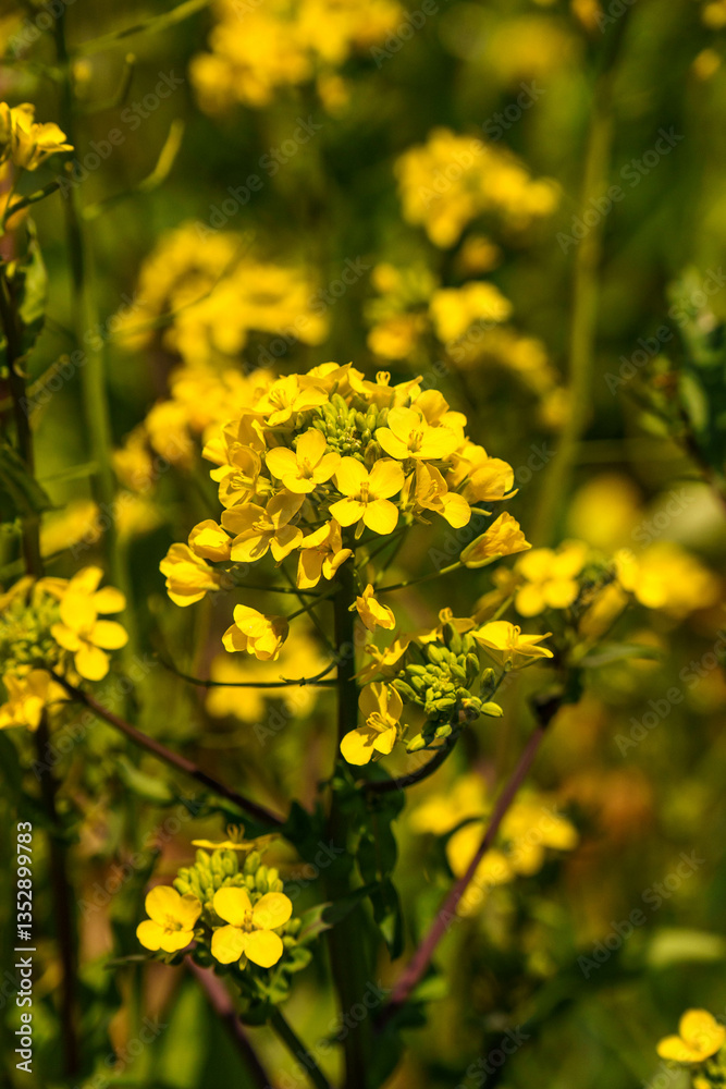 Obraz premium 春の光を浴びる菜の花